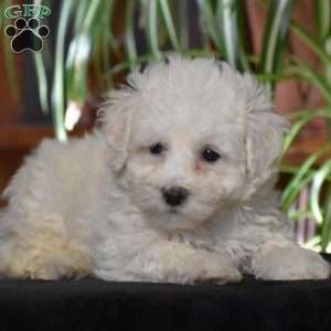 Cody, Bichon Frise Puppy